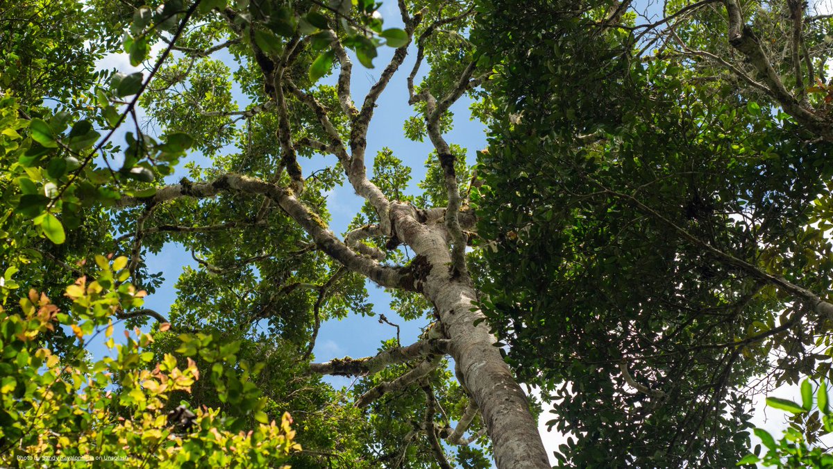 At #COP30, Switzerland announced a new pledge of 5.2 million CHF to the Forest Landscape Restoration Hub. 🌳

This investment will make significant contributions to scaling forest and landscape restoration in Africa and strengthening knowledge exchange in Latin America. 

Learn