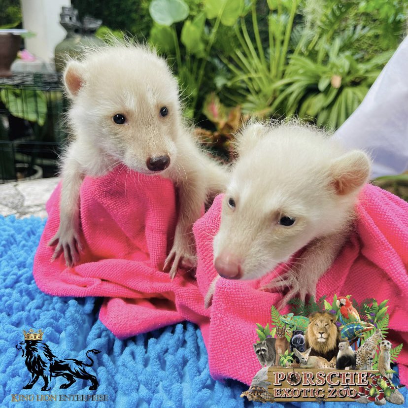 Porsche_shop99's tweet image. ต้าวแรคคูณแชมเปญน่ารักๆ💖

Too cute!!

#porscheexoticzoo 
#porscheexoticzooadmin 
#porscheexoticzooofficial 
#แรคคูน 
#raccoons 
#raccoonlover🐾❤️