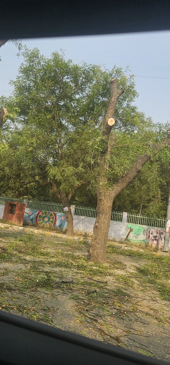 nidhibhatnagar's tweet image. Is this the way full grown neem trees are pruned. Why only these two trees are targeted. Is it a new strategy to give them slow death by ruthlessly chopping leaves and branches? @CeoNoida @noida_authority @vikranttongad @PeepalBaba 
#savefullygrowntrees @ResiSec137Noida
