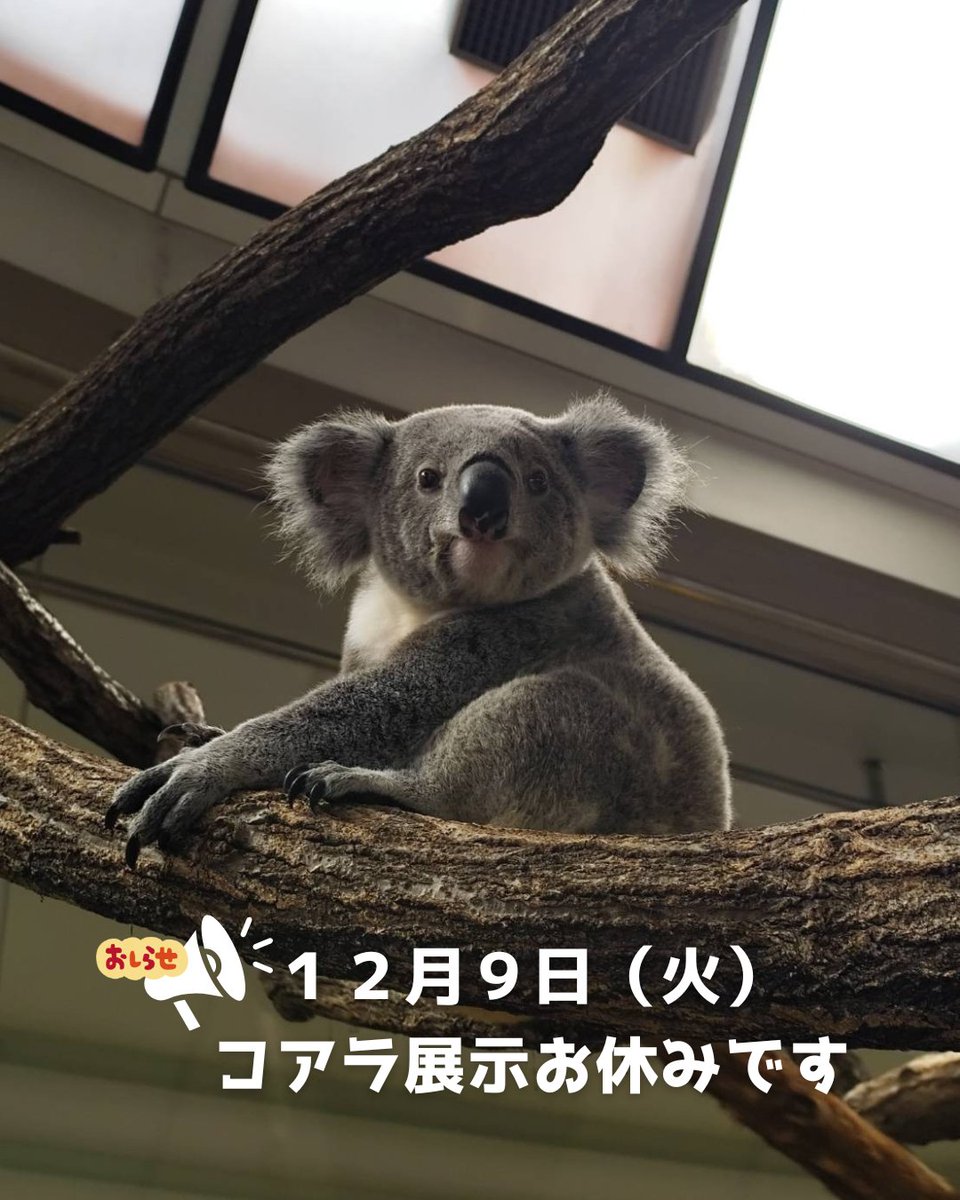直接引取り限定 千葉県富津市 展示品 koala コアラ ダブル ベッド