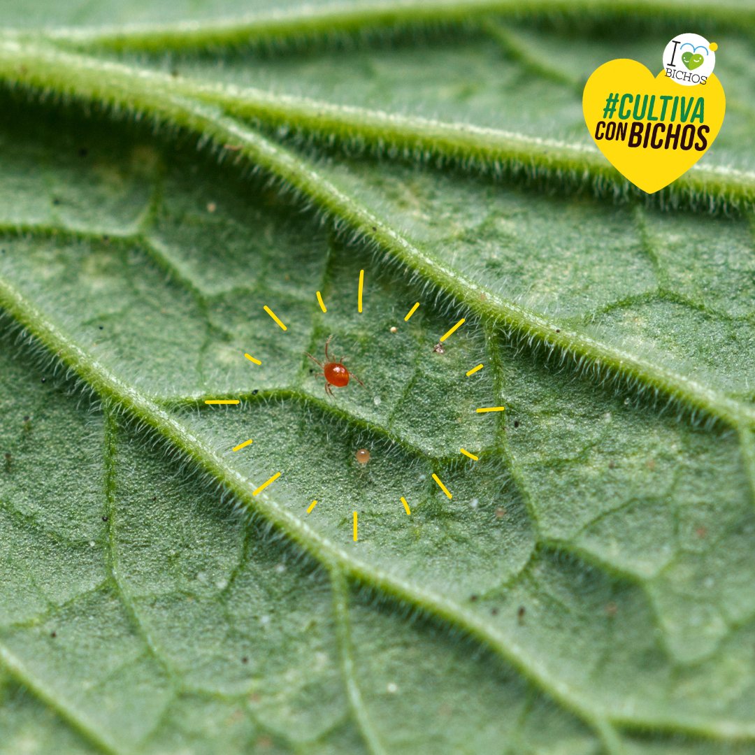 🕷️🌿 Phytoseiulus persimilis: el guardián contra la araña roja 🐞

Phytoseiulus persimilis es uno de los enemigos naturales más conocidos y utilizados para el control de tetraníquidos (araña roja) en numerosos cultivos, especialmente en los invernaderos del Mediterráneo ☀️🌱