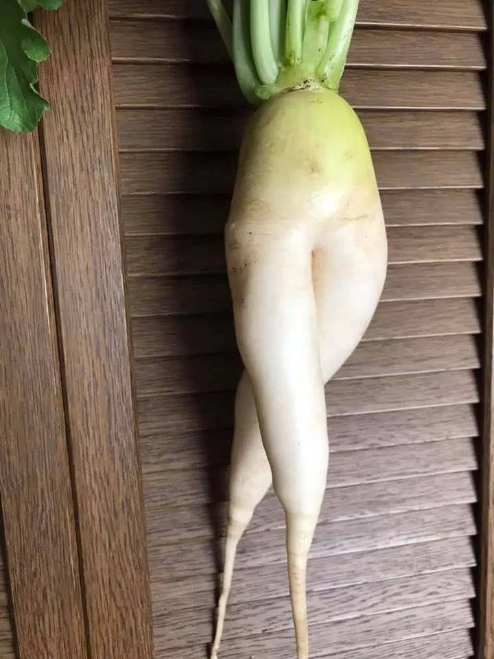 Achkn_PassCode's tweet image. ケェデさん見習っていい加減に親知らず抜きに行こうかな😭
10年前に↓な感じの左下埋没を抜いたときのトラウマで避けてたけど明らかに虫歯や😓