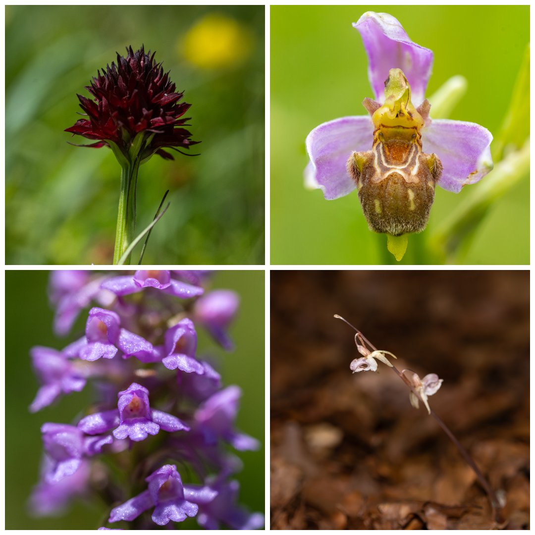 Mariposa Nature Tours tweet media