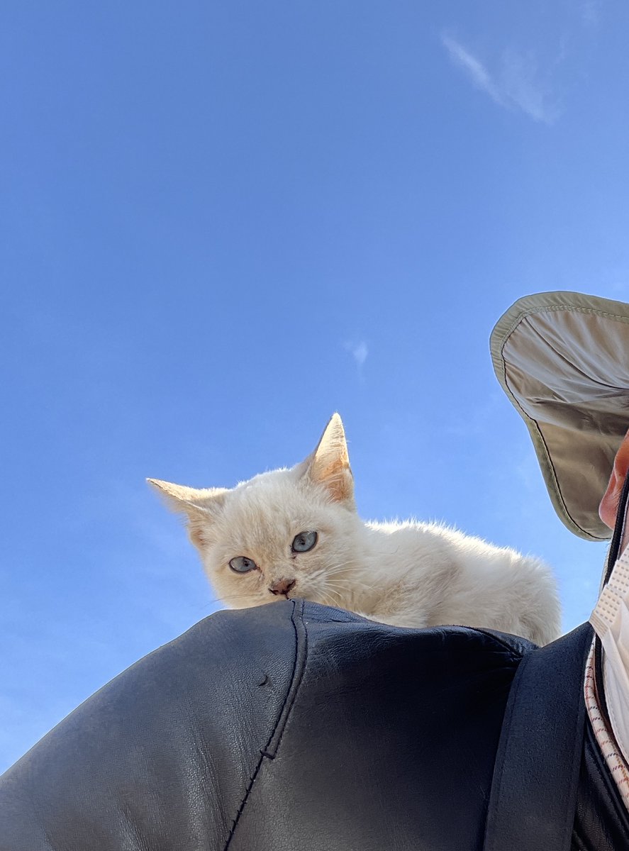 五十嵐健太@飛び猫®︎ (@igarashikenta) / Posts / X