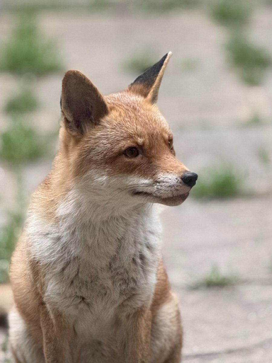 DDCrochetDesign's tweet image. This Beautiful Fox 🦊

He makes my mornings feel magical

#fox #foxes #foxoftheday #wildlife #urbanfox #wildlife #animals #craftbizparty #MHHSBD #UKMakers