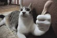 CrossedOreo tweet media