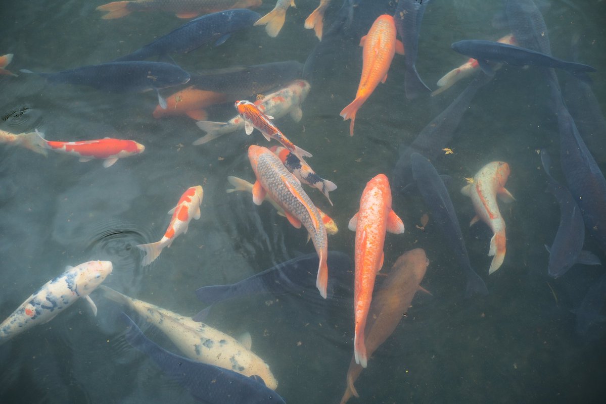 yusuuuuuke117's tweet image. 