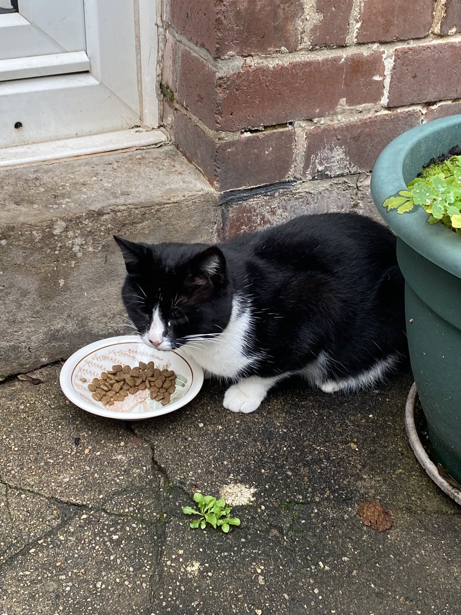 <a href="/AllotmentCat/">Robert Allotment cat,now helped by Janet & Amanda</a> You are a bit like Felix; he comes to the house and is very shy but will let me stroke his head and back a little. He may have a home nearby but I’m not sure.