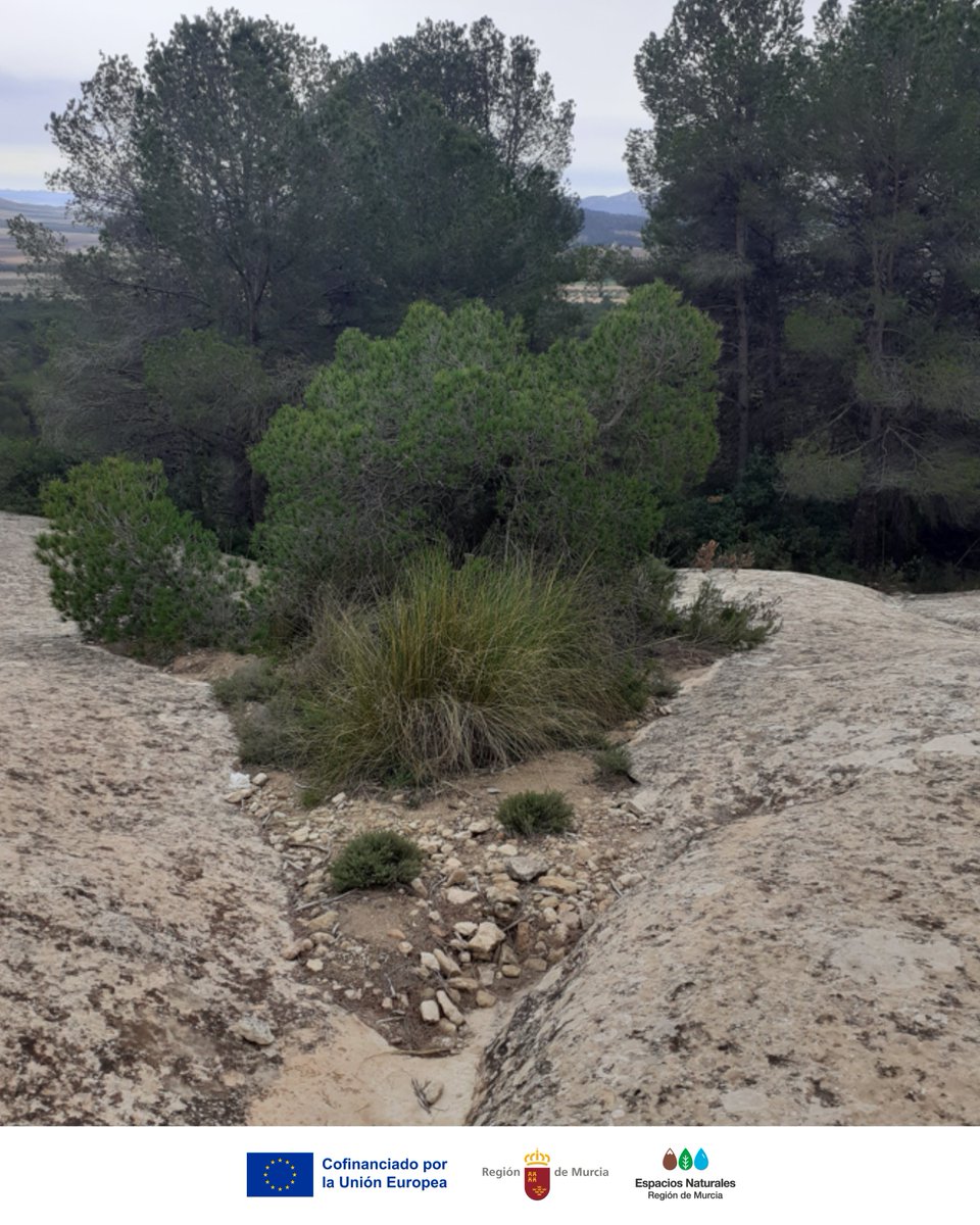 Los #Líquenes se fijan a la roca desnuda, la desgastan lentamente y liberan minerales, iniciando la formación del suelo que permitirá que otras especies se establezcan 🌱

Son indicadores de #CalidadAmbiental

#Biodiversidad #MonteArabiMN #Ecología