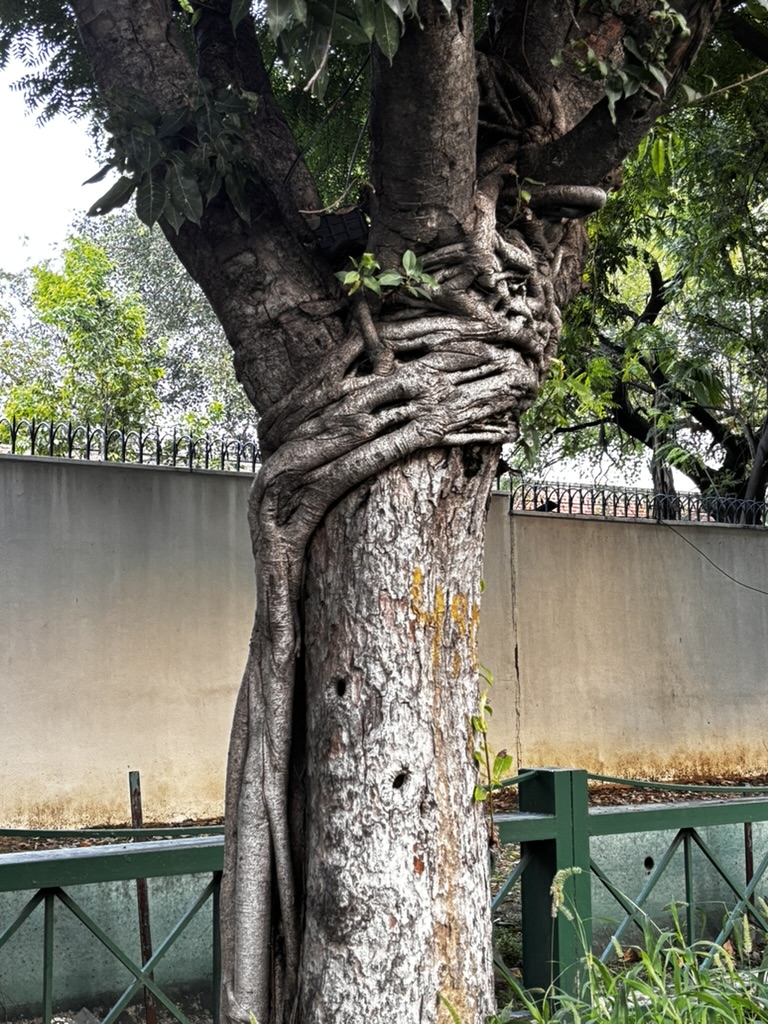 pargaien's tweet image. Gathbandhan:
Some unions are like this—one partner wraps, squeezes, and clings. At the same time, the other pretends it’s just &apos;cooperation.&apos; 🍃 
It&apos;s never a merger of equals, but nature has everything in its stock. #Gathbandhan #thicktrunktuesday #TreeClub #nature #trees