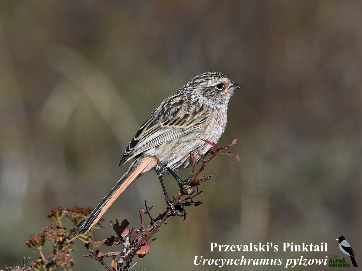 Przevalski's Pinktail(Urocynchramus pylzowi)
朱鹀
An unusual passerine bird from the mountains of central-west China. 

#NatureLovers #BirdTwitter #BirdPhotography #BirdLovers #birder #NaturePhotography #birding #birdwatching