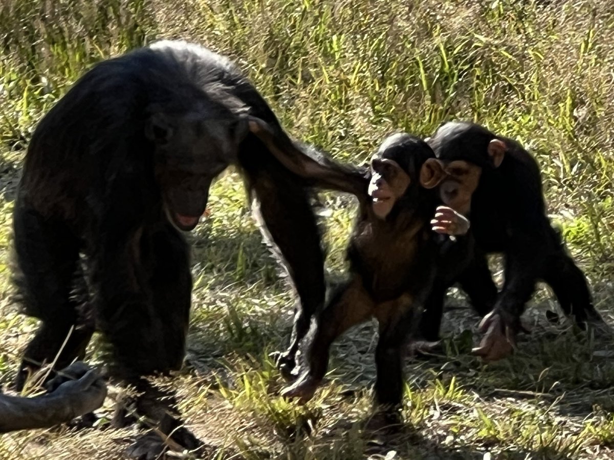 チンパンジー