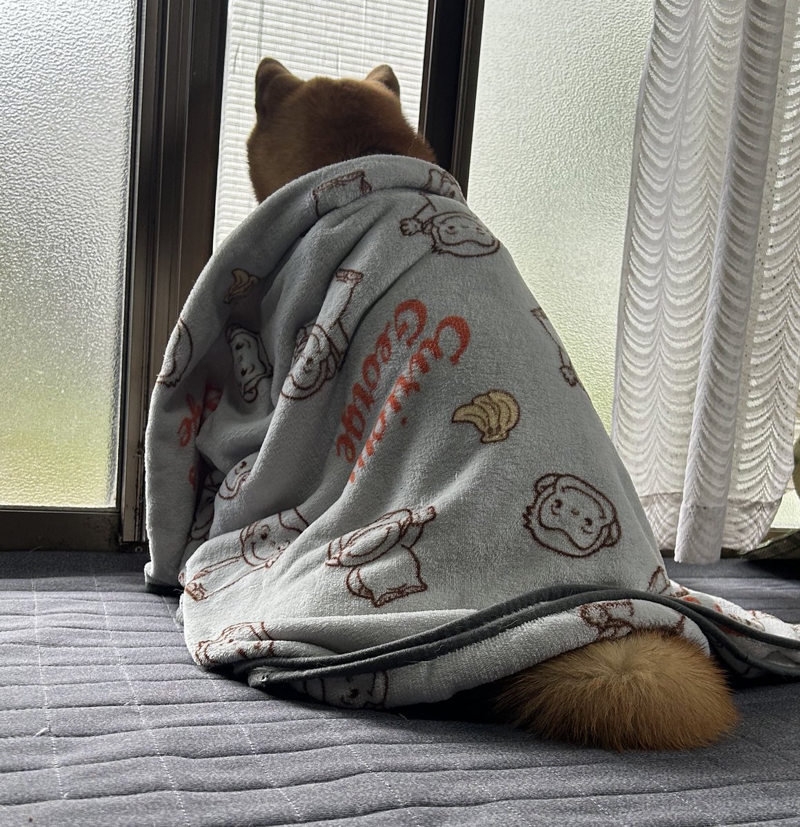 寒すぎてお外見る時はこのスタイル👀✨