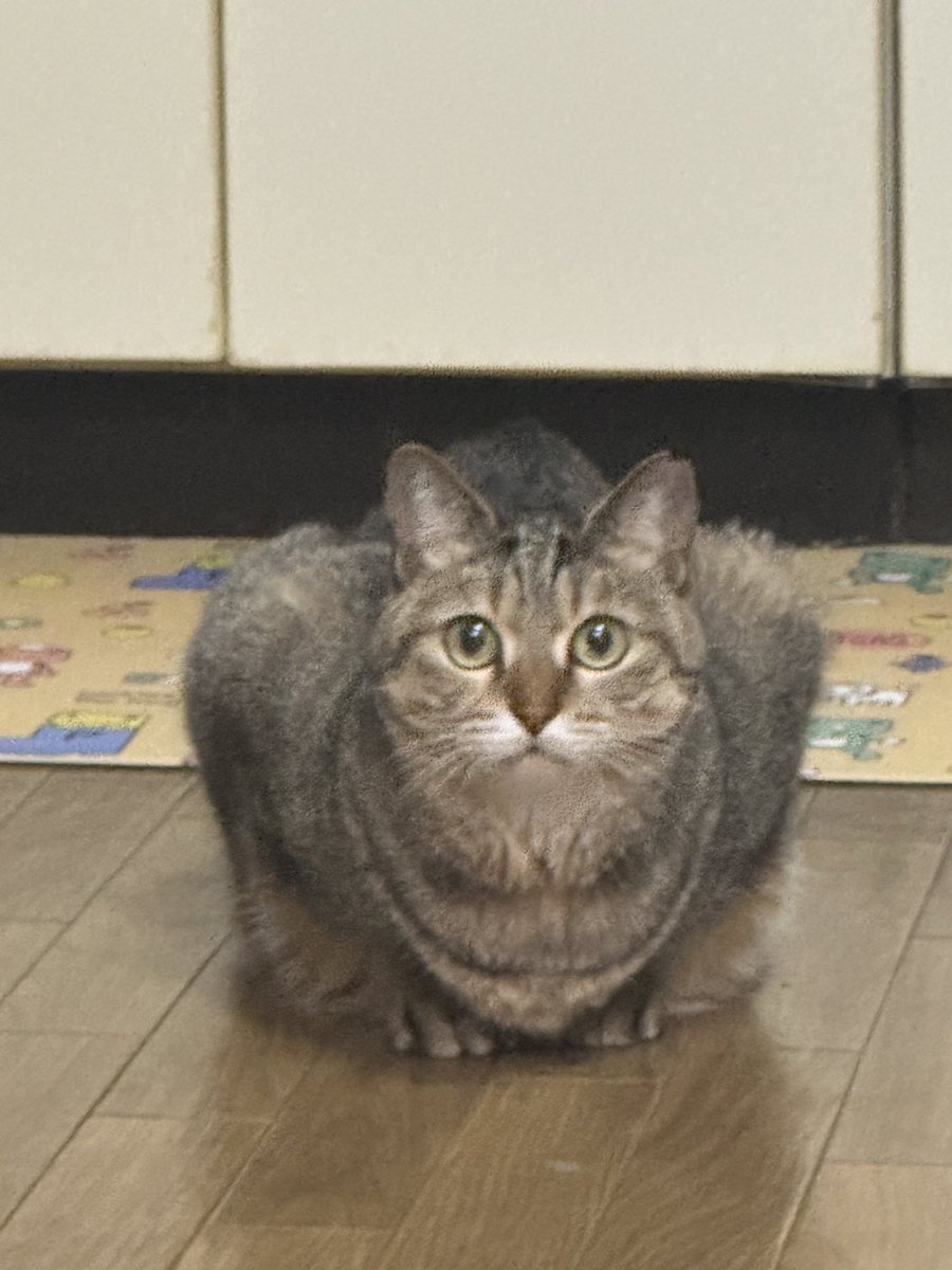 lioncode_yusuke's tweet image. 昨日うちのネコがカイナッツォみたいになってたけど、カイナッツォって誰が分かってくれるんだろうと思うのですが、カイナッツォだったんです🦧