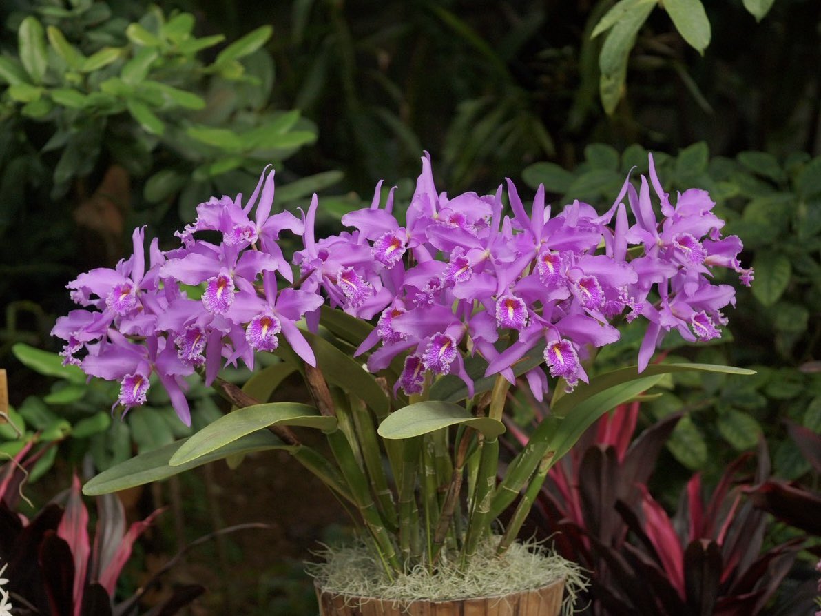 超美苗ケラリアン 超美苗ケラリアン 【公式通販】