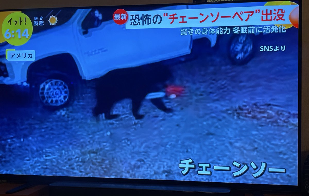 otukisan_0's tweet image. トレンド抑えすぎだろこのクマ