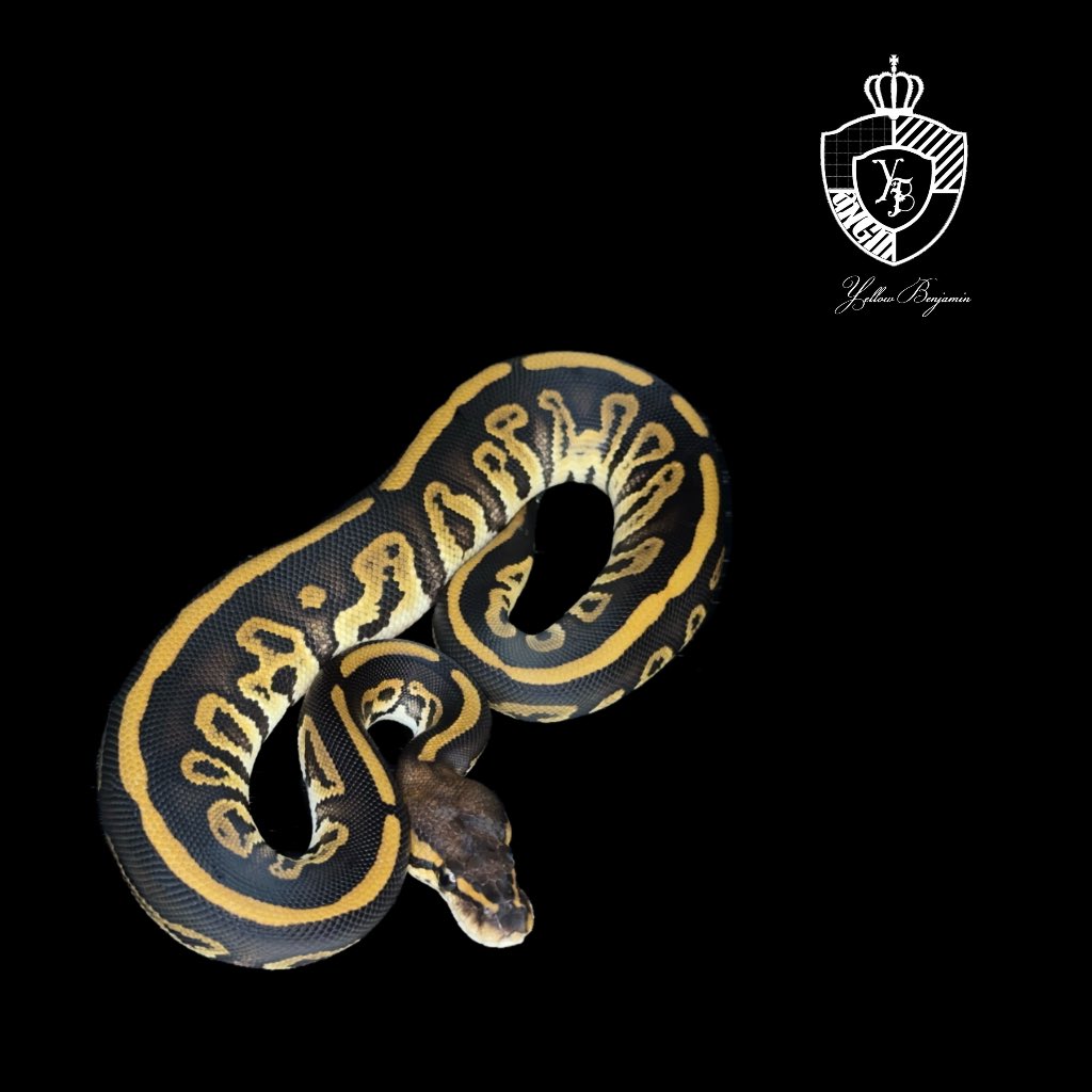 chefqanaguma's tweet image. 0.1 Bongo het Clown

SOLD

お迎えありがとうございました。

Yellow Benjamin
@Dnasty0014Y3l

#ONE2025 
#ボールパイソン
#Ballpython