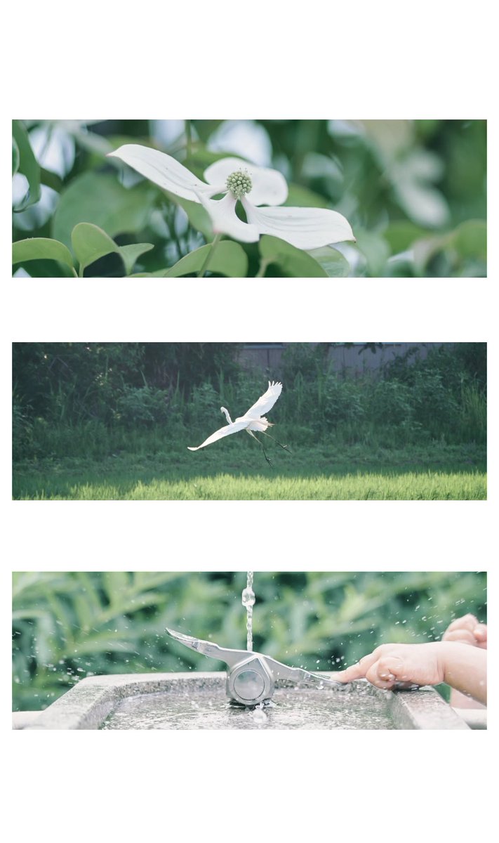 q_photograph's tweet image. 白鷺の詩（tap）