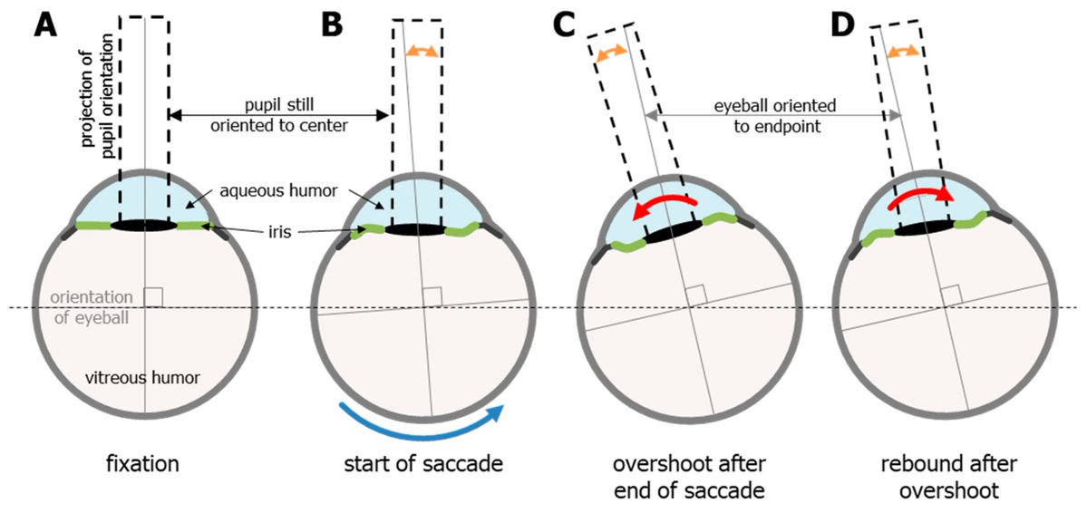 vision_mdpi's tweet image. 👁️ Automated Eye-Tracking Analysis Pipeline
Processes saccades, blinks &amp;amp; pupil data from 592 participants (5-93 yrs)
Detects blincades, boomerang saccades &amp;amp; post-saccadic oscillations
Validated across multinational clinical cohorts
#EyeTracking #MDPI
🔗mdpi.com/2718272