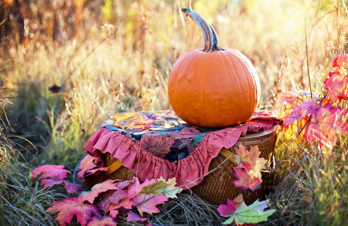 UkSoil's tweet image. November is the perfect month to test your soil! 🌧️🍂
With growth slowing down, it’s easier to see what your soil really needs. Send a sample to Safe Soil UK now and step into spring ready to thrive. 🌱
#SafeSoilUK #soiltesting #NovemberSoil #Soil 
safesoil.co.uk