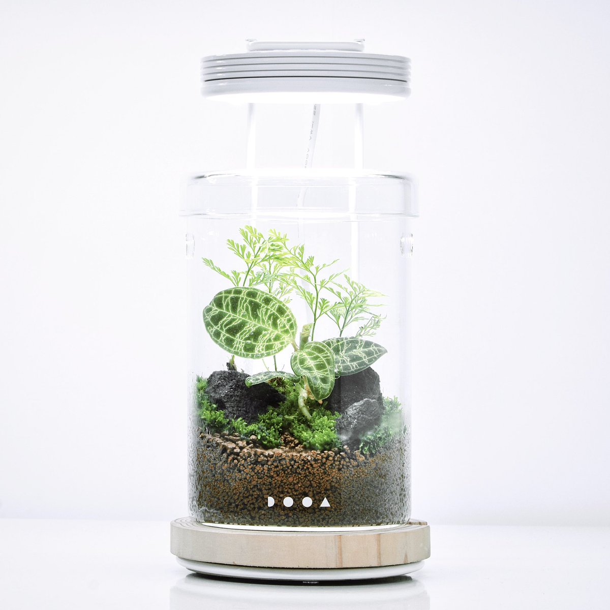 ada_lab_umeda's tweet image. WORKSHOP

ADA LAB UMEDAでは、パルダリウムワークショプを毎日開催しております。
専門スタッフが制作、育成をサポートいたします。ご家族やご友人と一緒に制作することも可能です。皆様のご参加を心よりお待ちしております。

#adalab #adalabumeda #ada