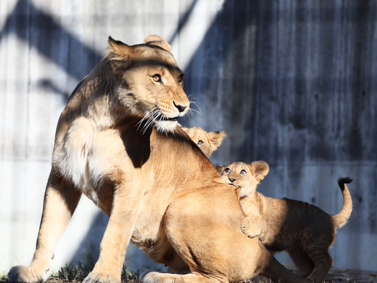 優 ぐる子＠通販 (@shimahuku_rou) / Posts / X