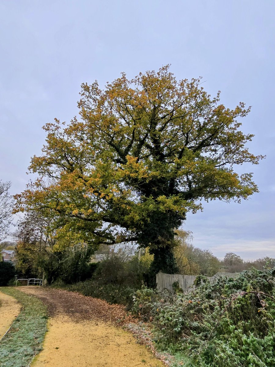 ConradGerrard's tweet image. Pass this tree most days and I just love it.
#TreeClub