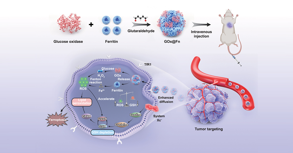 IntJExtremManuf's tweet image. A self-propelled ferroptosis #Nanoinducer comprising the endogenous proteins, glucose oxidase &amp;amp; ferritin exhibits enhanced #AntiTumor activity by inducing #Ferroptosis while maintaining high API &amp;amp; #Biocompatibility.

#IJEM #OpenAccess: doi.org/10.1088/2631-7…