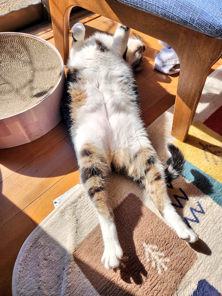 あるポカポカ陽気の日
お腹のチャック丸出しで
爆睡してるビィさん😺

#猫のいる暮らし