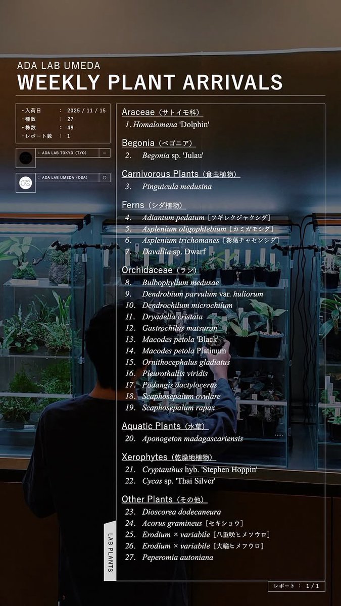 ada_lab_umeda's tweet image. WEEKLY PLANT ARRIVALS
2025/11/15

#adalab #adalabumeda #ada