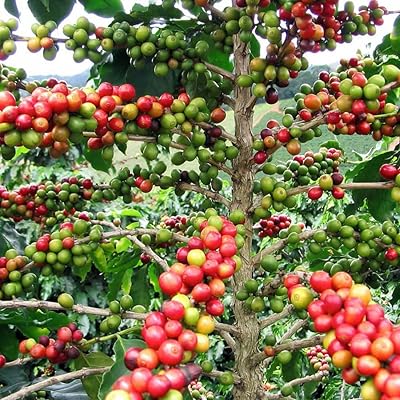 amerix's tweet image. 1 tree of coffee can produce 3kg of berries in a season.

There can be 2 seasons in a year.

A kilo of coffee berries is now KSH 600 - 1000,

A tree in a season can return an average of KSH 2000 (KSH 4000 in a year).

The older the tree, the more the kilos in a harvest.

An acre…
