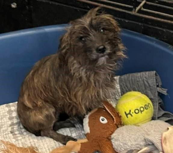 Penny2449's tweet image. #rehomehour 
Betsy 6 yr 2 month old Terrier x Shih Tzu, owner sadly 
died, she&apos;s a very loving girl once she knows you, so 
multiple meets are essential, will need a calm quiet, 
child/pet free home, is possessive of owner and can 
nip, more info/adopt her from @BleakholtUK