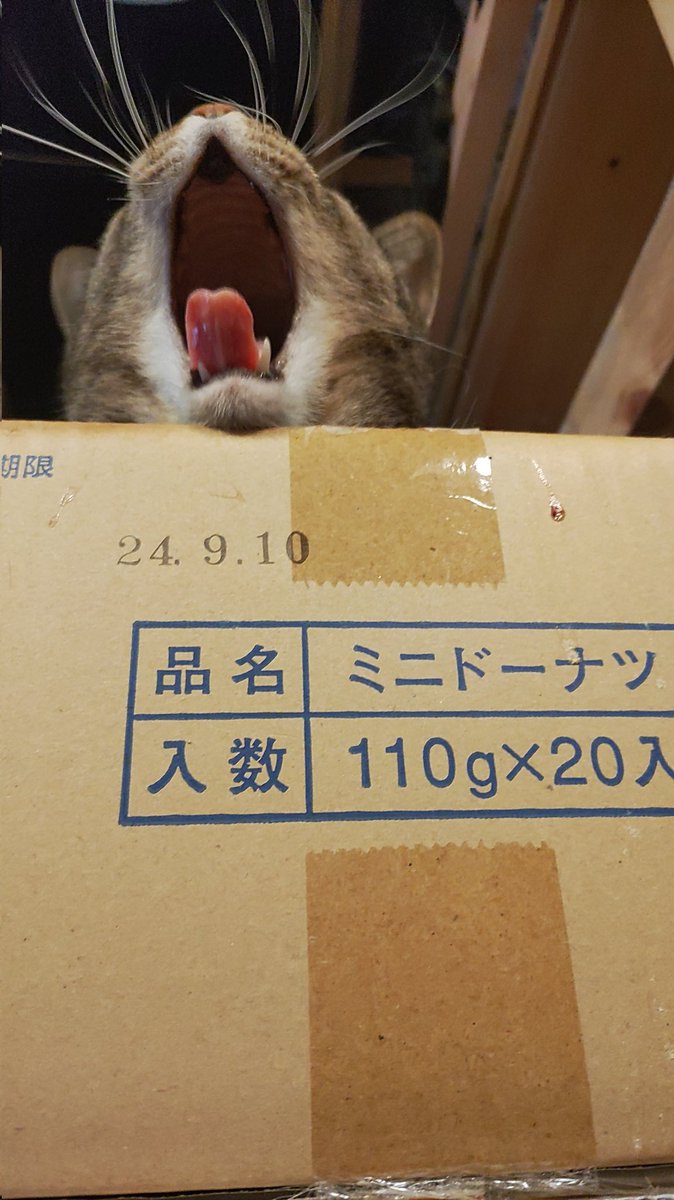 ミニドーナツねこ