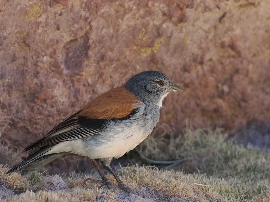 A brilliant days birding in the Andean puna above San Pedro de Atacama. Nailed both my targets with a bonus (3) Puna Tinamou thanks to a tip off from <a href="/DaleHornsea/">Dale Robert Middleton</a> . The highlight was 2 pairs of the smart  Red-backed Sierra Finch with showed well after several hours or searching.