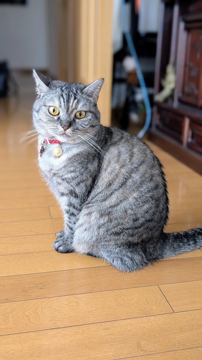 ねこさん⚡(ΦωΦ) (@catnap707) / Posts / X