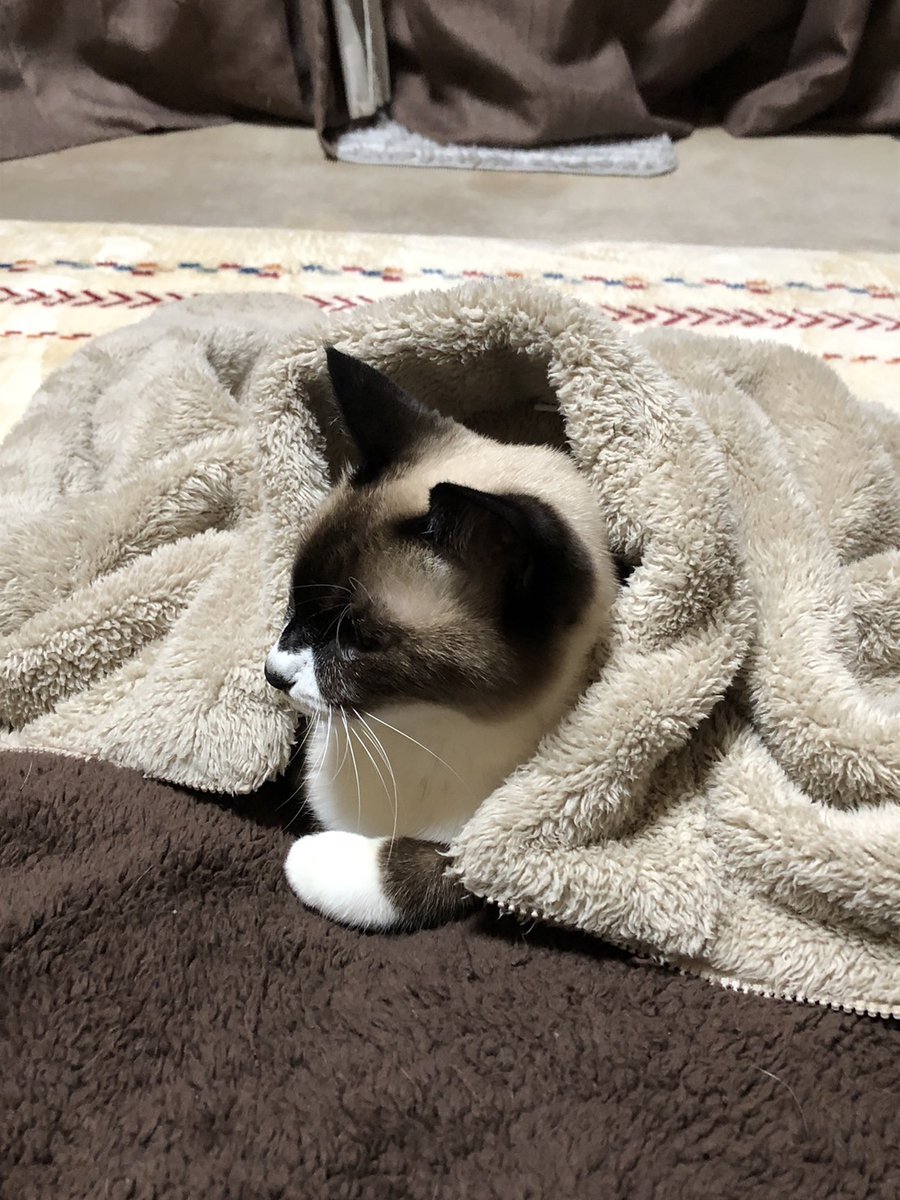 Post by にゃんかず on X: あたたか