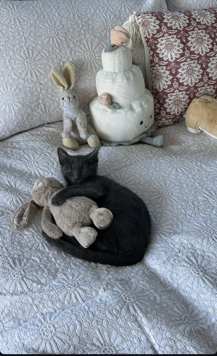 dotnet_enjoyer's tweet image. only 2 of you wished her a happy birthday so now .. you know what I have to do