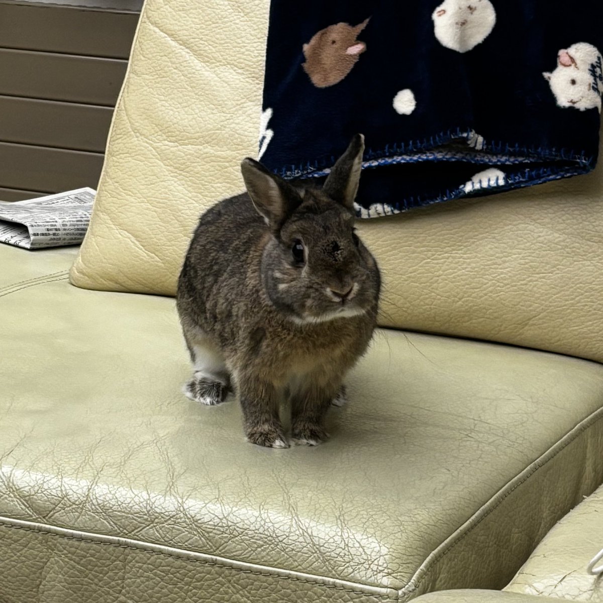 忙しくて全然うさぎの制作できてないからかわいいちょい様を放流