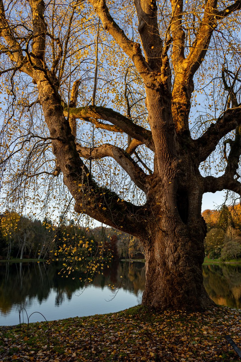 pmj_photos's tweet image. Tulip tree glowing gold. 
#ThickTrunkTuesday #TreeClub @arborsmarty @keeper_of_books #ThePhotoHour #TulipTree