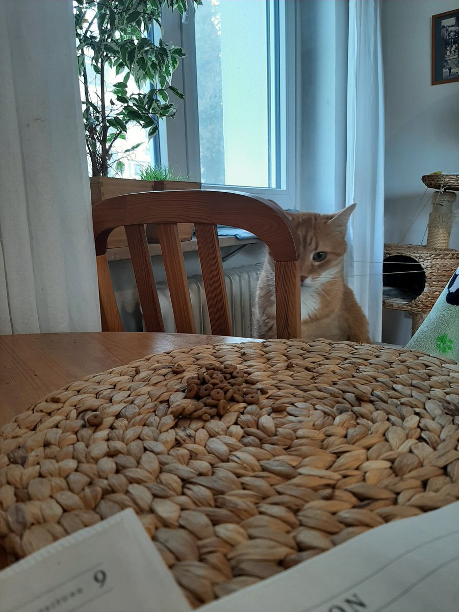 Benji denkt ich sehe ihn nicht 🙈. Er spekuliert auf die Reste vom Trockenfutter von Nachbarskater Hugo. Dieser Kater ist niemals satt.🧐