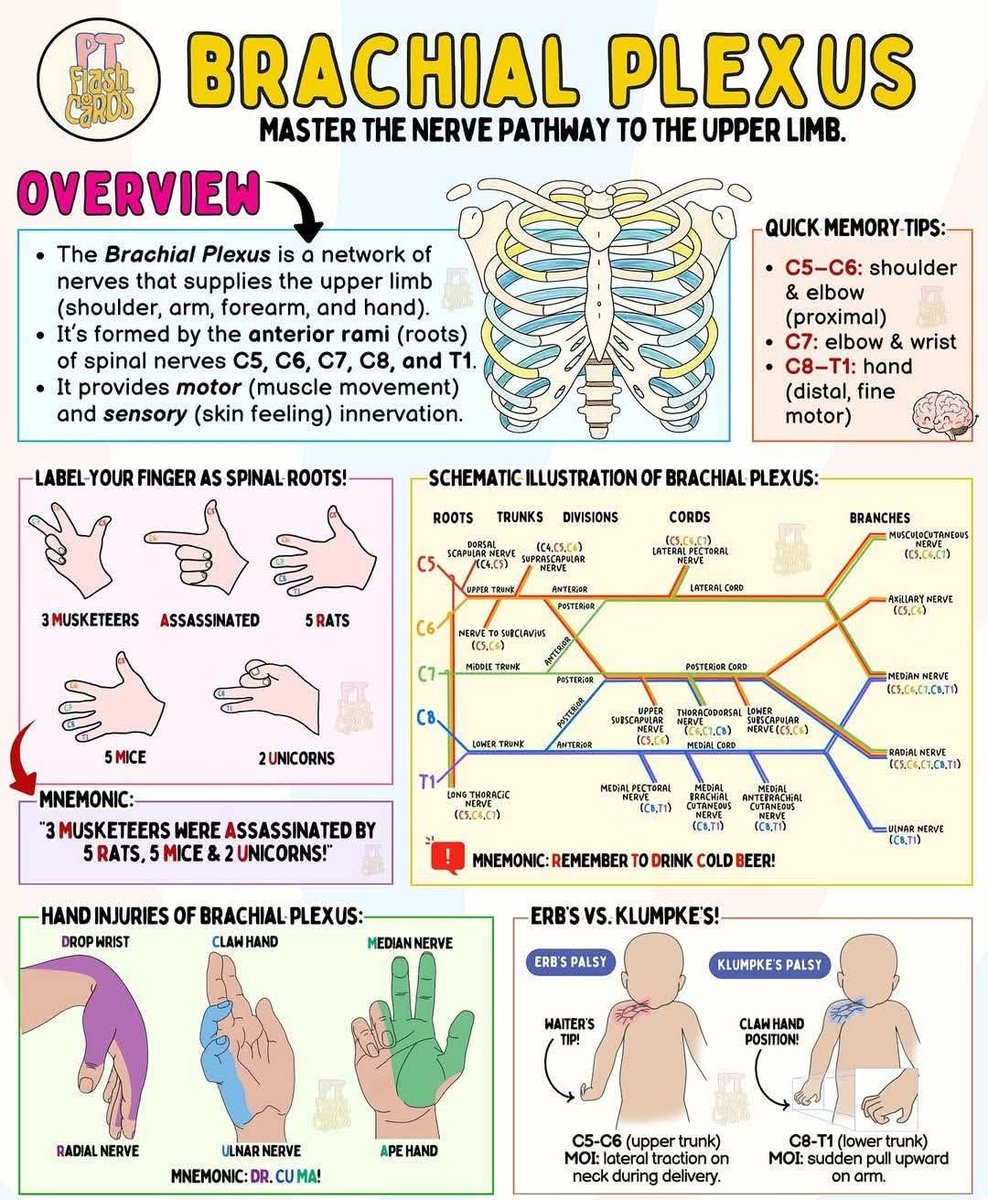 Brachial Plexus