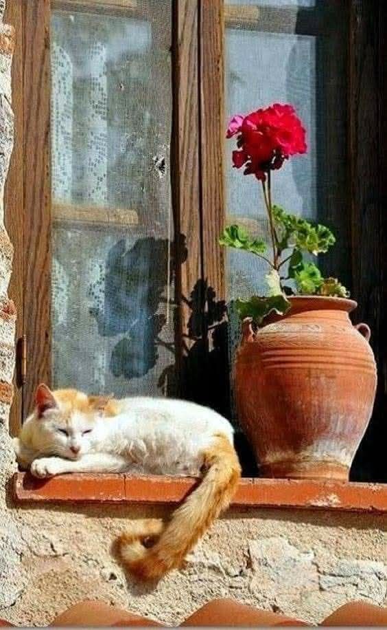 gregcatarino1's tweet image. morning 2