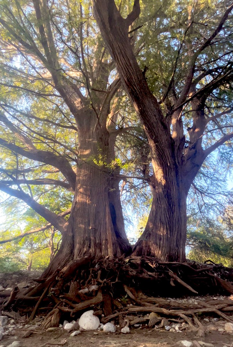 _tradescantia's tweet image. Thick trunks, two stories. But lingering… intertwined in a way only they understand. #thicktrunktuesday #twosday #TreeClub