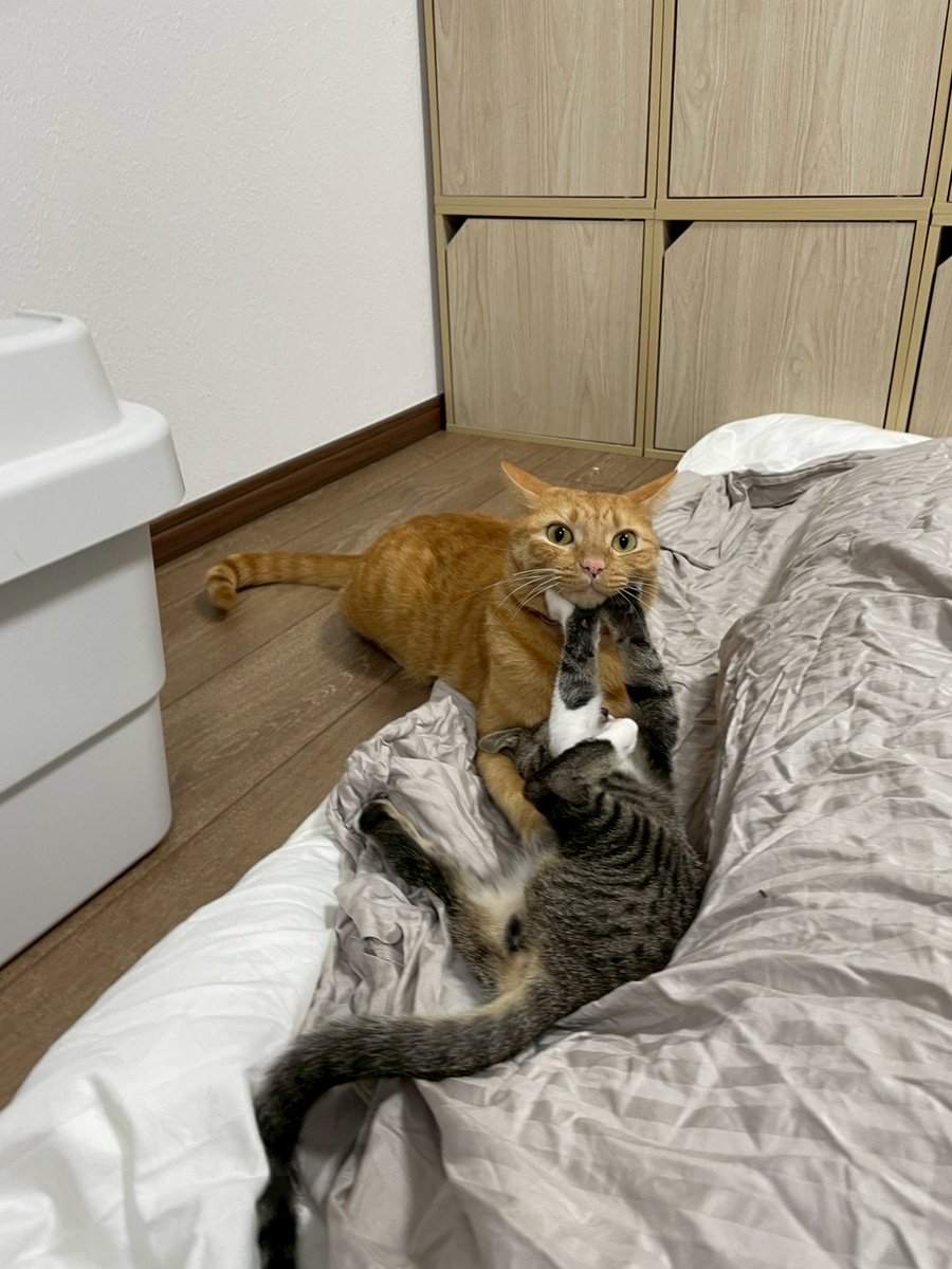 怒らないやさしいむぎ