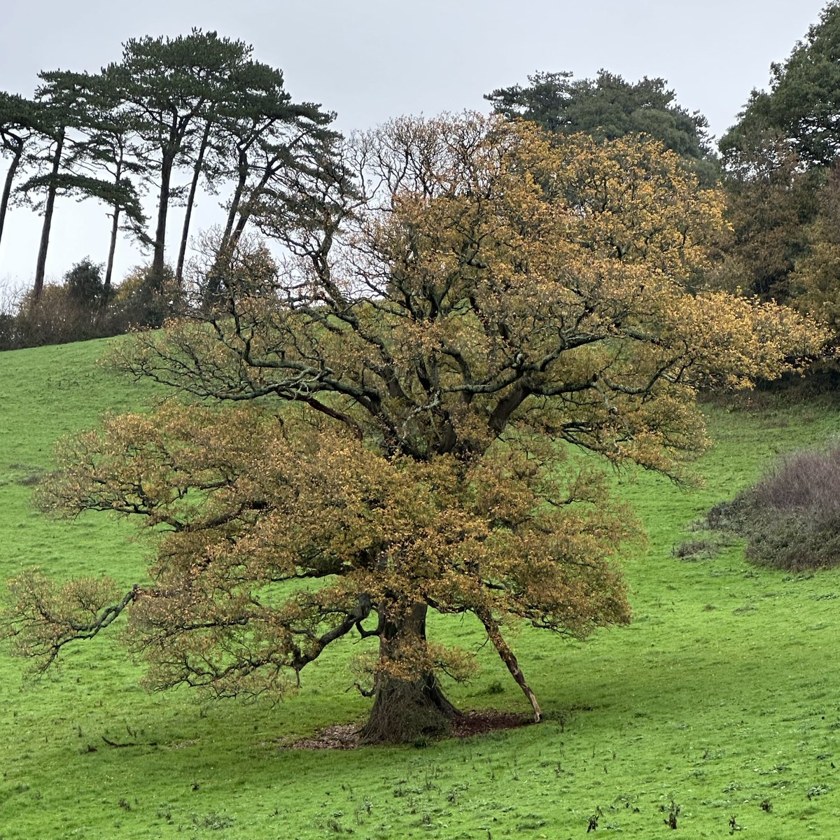 RAGriggsauthor's tweet image. The oak tree on my allotment walk 

#thicktrunktuesday