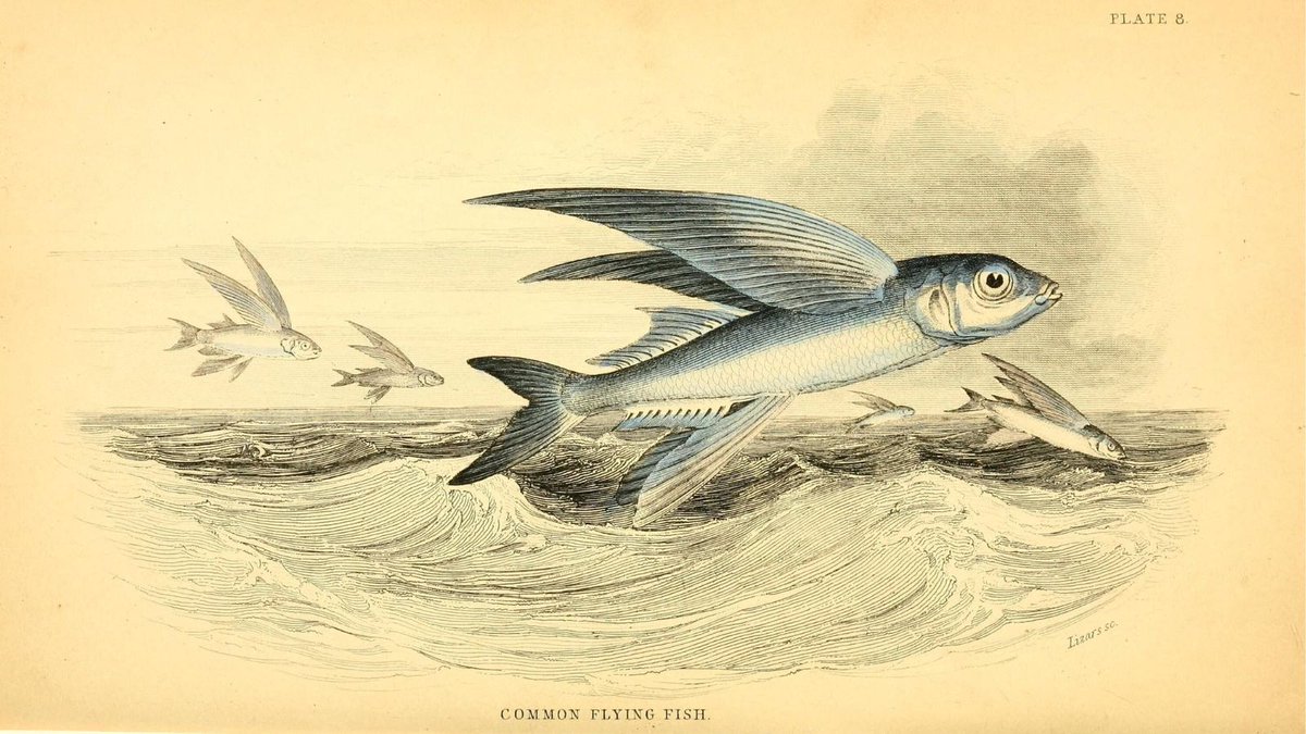 BioDivLibrary's tweet image. 🌿 #GivingTuesday is coming! 💚
On 2 Dec, help us #GiveBHLWings &amp;amp; support the Biodiversity Heritage Library’s transition to independence by 1 Jan 2026. Your gift keeps biodiversity knowledge accessible for all 🧪 📖 🌏 #OpenScience #BHLTransition #ILoveBHL ancrywkv.donorsupport.co/page/GiveBHLWi…