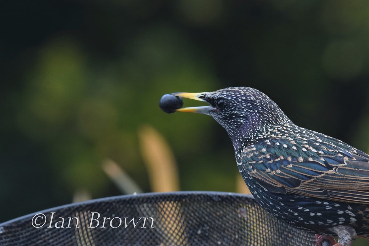 Starling with a blueberry #birdwatching #birdphotos