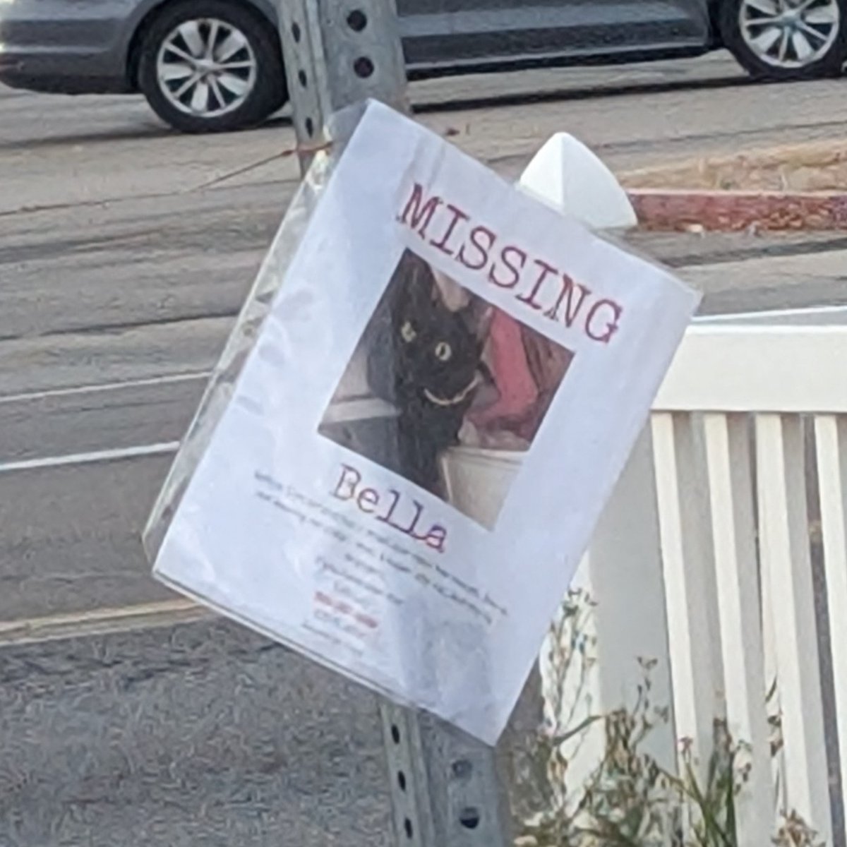 Quasicodo's tweet image. i wonder how many of these cats are abducted by aliens*...? 

*hawks