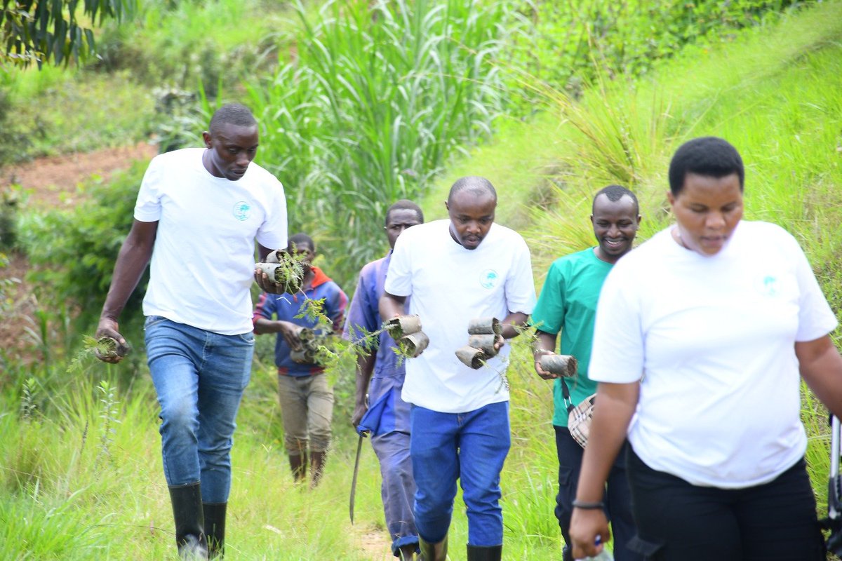 ecoverdeneta's tweet photo. EVNA has planted 3500 trees in the Cyabingo and Busengo sectors of Gakenke District, Northern Province.
This focuses on restoring degraded land and promoting climate-smart agroforestry practices that support soil conservation, improved crop productivity and community resilience. https://t.co/rMvUfzjxpR