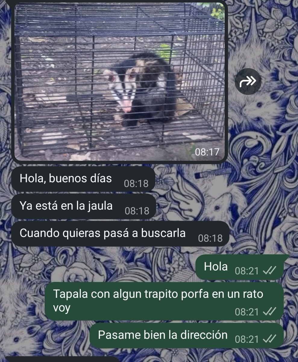 La alegría que me da que cada vez la gente busque otras alternativas antes que desvivirlas... 🥹 ayer  me pidieron ayuda por una zari  y ya la primera noche cayó en la trampa 🥰